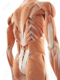 female back muscles